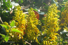 Caesalpinia cucullata